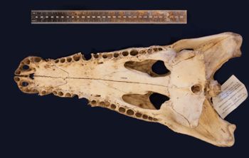 Media type: image;   Herpetology R-153039